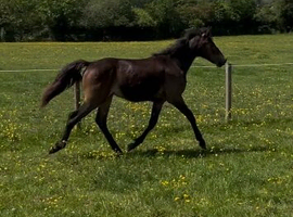 yearling colt connemara, brown/ chocolate dun