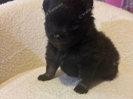 Pomeranian puppie
