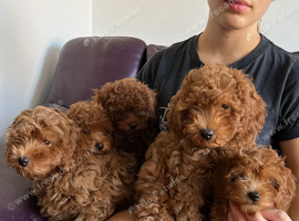 Toy solid red F1B Cavapoos- Stunning by Asian toy dad