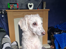 Cream Toy poodle