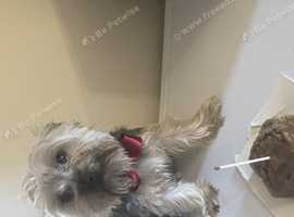 Stud Available - Handsome and Healthy Male Dog