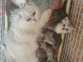 Persian kittens