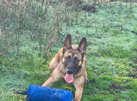 Mali/Dutch Female 8 Months Old BRN 56036