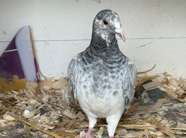 Young Racing pigeon
