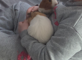 2 male piggies
