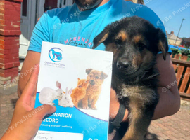 German Shepherd Puppies