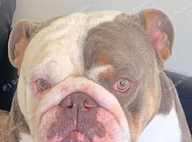 &lsquo;Ronnie&rsquo; English Male Bulldog