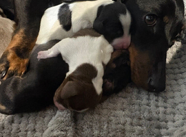 Miniature Dachshund