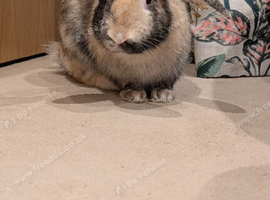 7 months old male.rabbit looking for new home