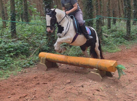12.2hh pony club pony
