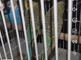 2026 black winged budgies