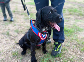 Patterdale x cocker spaniel