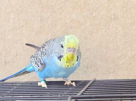 Beautiful young budgies available
