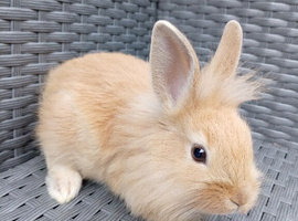 Lionhead cross mini lop 8 weeks old!