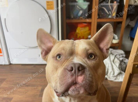 Micro bully HOBBS