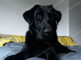 Lab x golden retriever