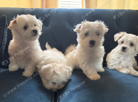 Maltese x Bichon Puppies &ndash; 4 Boys Available