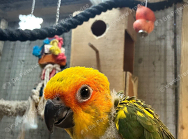 Male sun conure