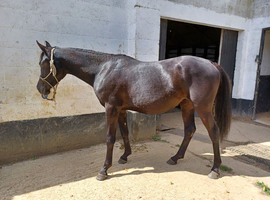 Black Arab Filly 2 years