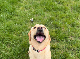 Labrador adult girl for re homing