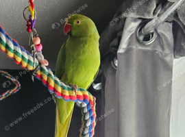 Ringneck