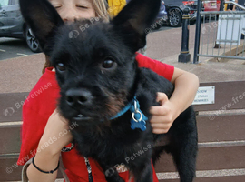 Terrier X