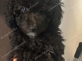 miniature poodle pups