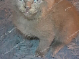 Russian blue kittens