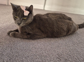 Russian Blue Mix
