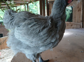 Lavender orpington cockerel 10 weeks old