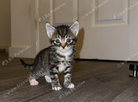 Two beautiful male tabby kittens