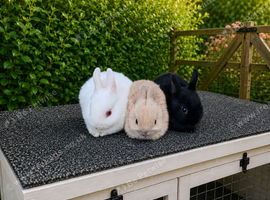 ️ LAST 3 GIRLS - Beautiful Pure Netherland Dwarf Baby Bunnies  ️