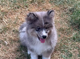 Adorable chow chow puppy