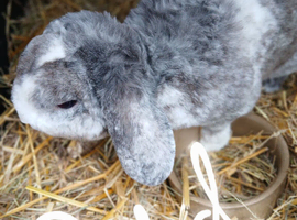 Mini lop x mini plush