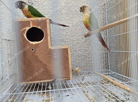 A pair of conures proven breeding