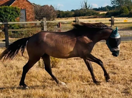 Very well handled connemara yearling