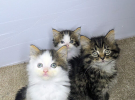 Maine coon kittens