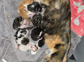 6x 10week mixed Ragdoll kittens