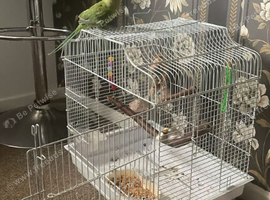 indian ringneck with cage