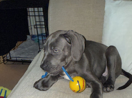 Cane corso cross