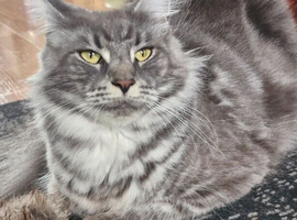 Adorable kitten looking a new home