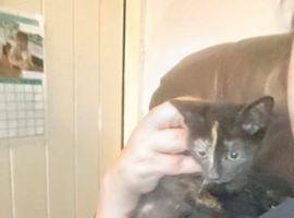 Kittens