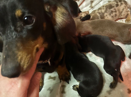 5 stunning Dachshund puppies