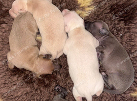 KC Reg Italian Greyhounds