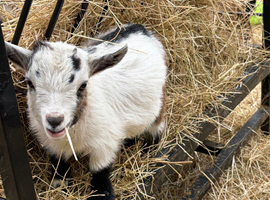 3 Pygmy goat kids for sale