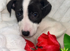 Jack Russell one beautiful boy available