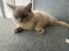 RAGDOLL KITTENS, MINK & BLUE POINTS.