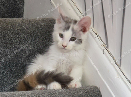 TICA REGISTERED STUNNING KITTENS