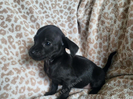 READY NOW!! Cockapoo x chihuahua girls