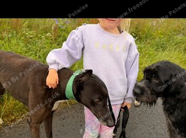 Lovely dog needing a home